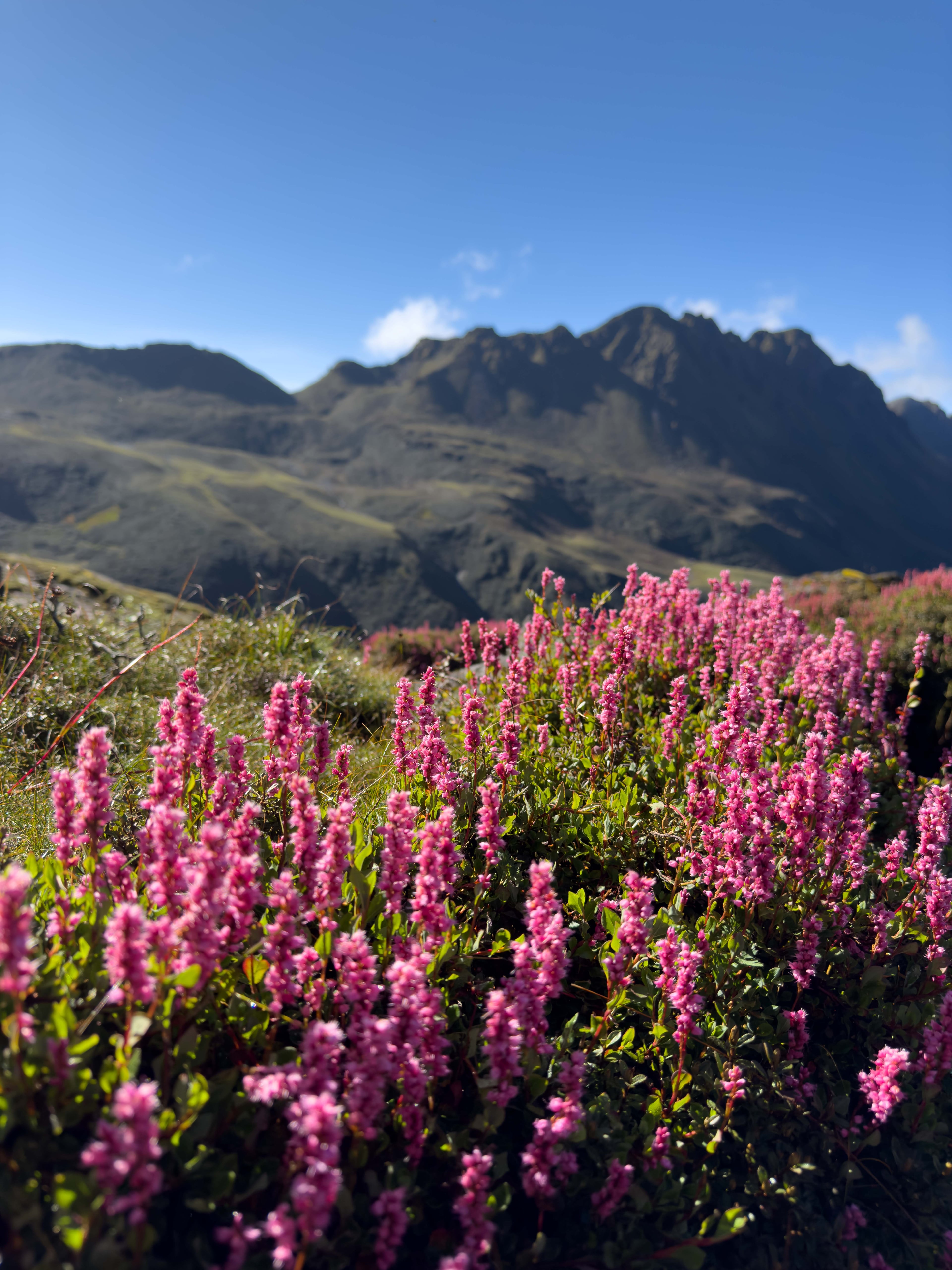 Flowers blooming in Timbung Pokhari in the Kanchenjunga Region, an essential part of the Trek 8586 journey