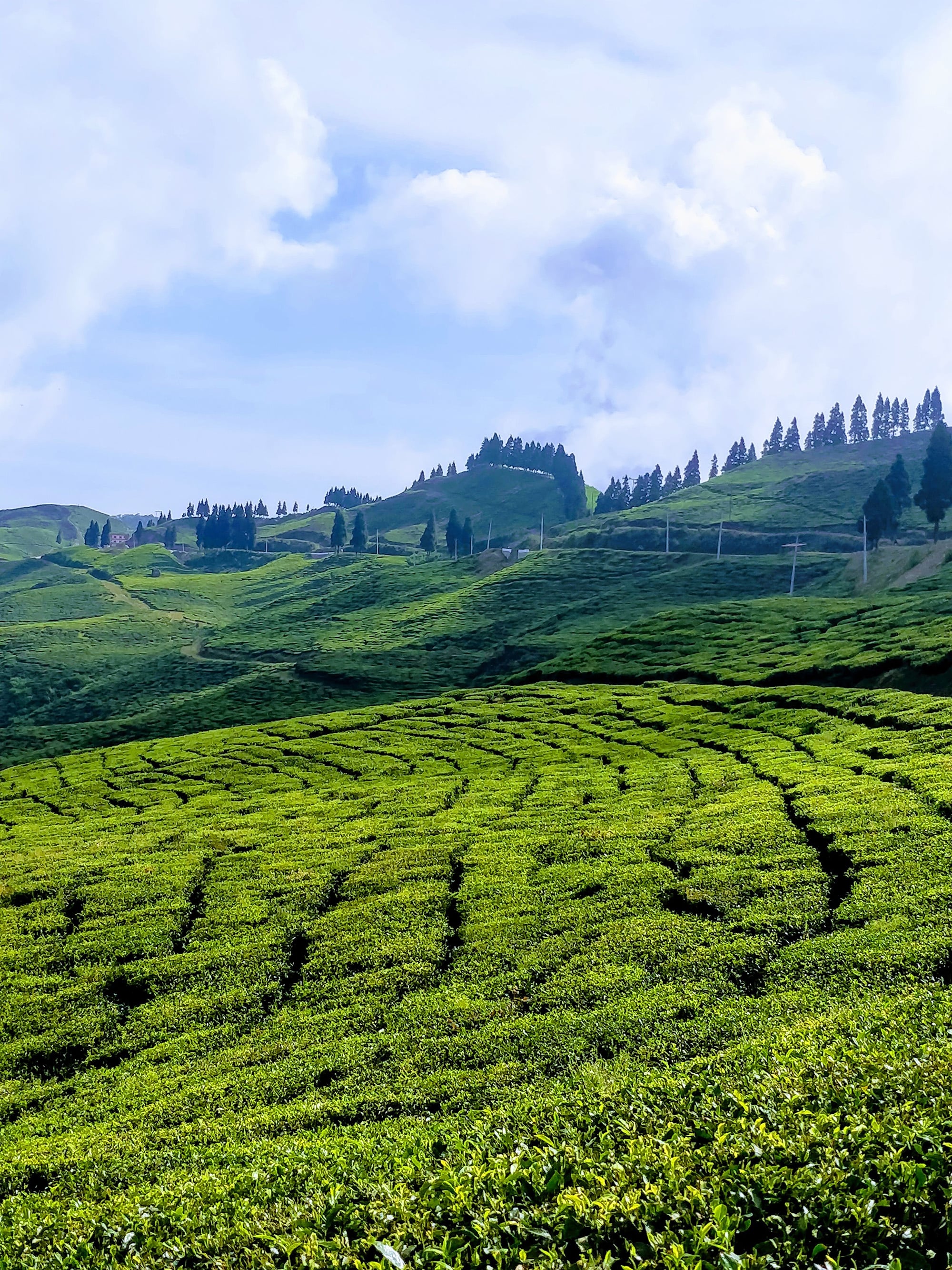 Landscape view of kanyam, a tea hub of nepal