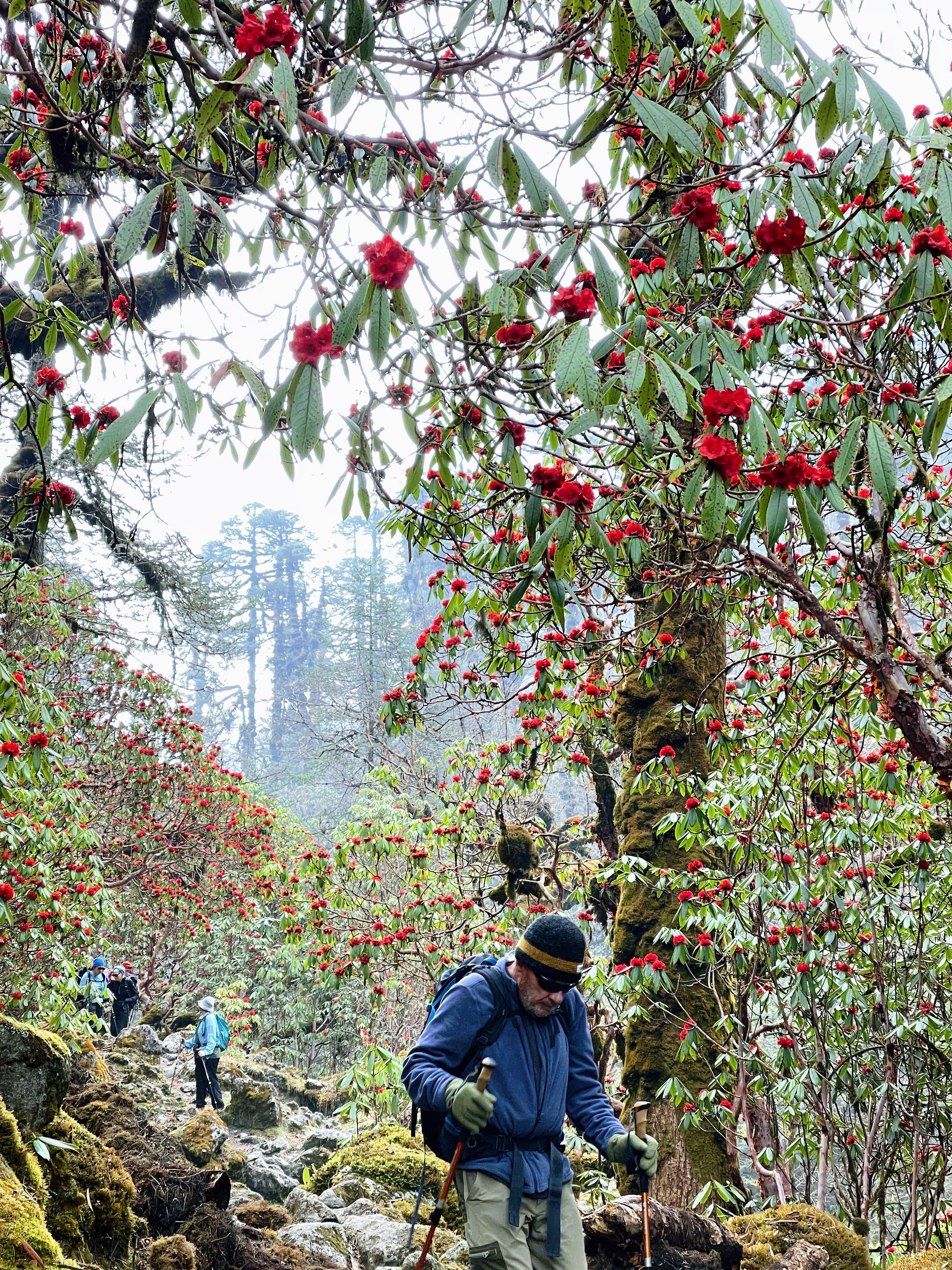 Vibrant rhododendron flowers in the Kanchenjunga Region, adding color to the stunning landscape and enhancing the trekking experience in Eastern Nepal.