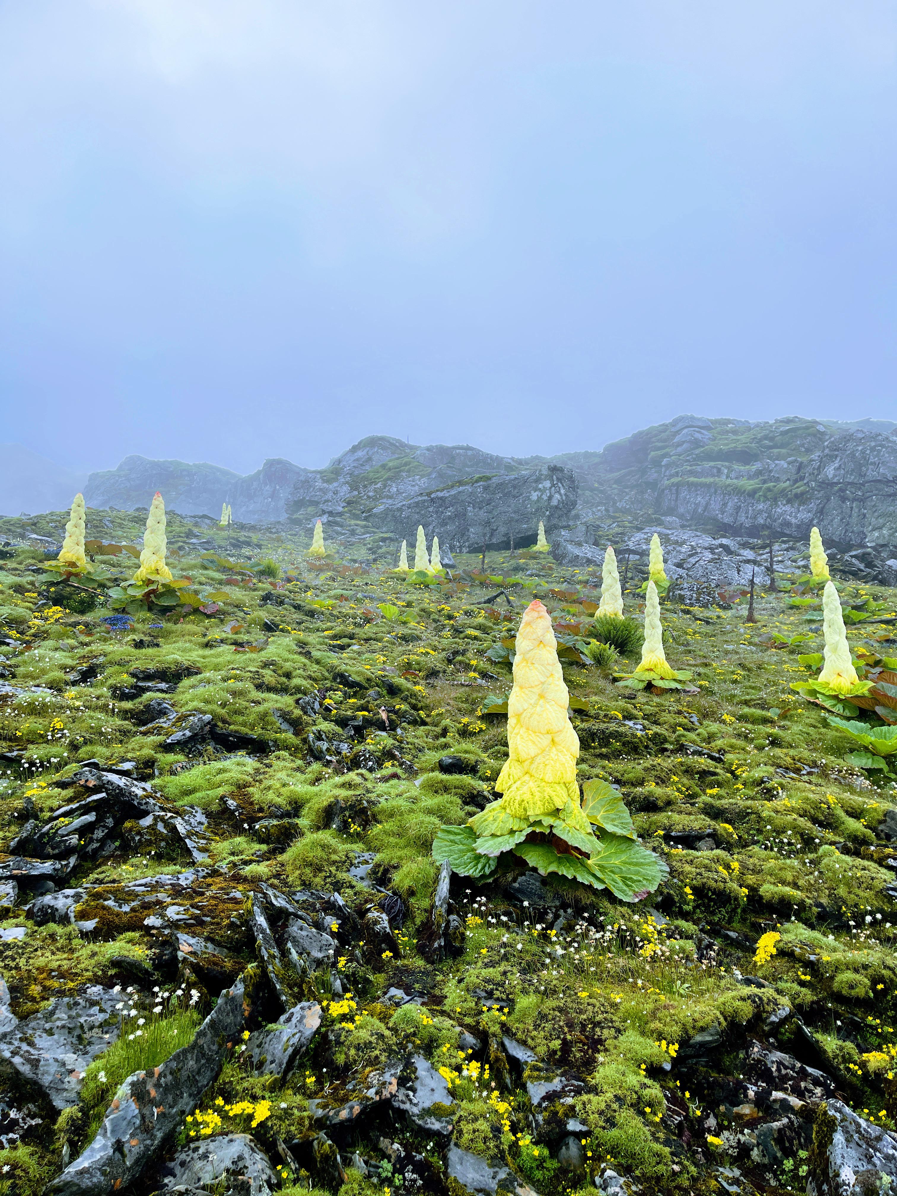 Kenjo flowers blooming in the Timbung region, showcasing the vibrant flora and natural beauty of this peaceful area in Nepal's landscapes.