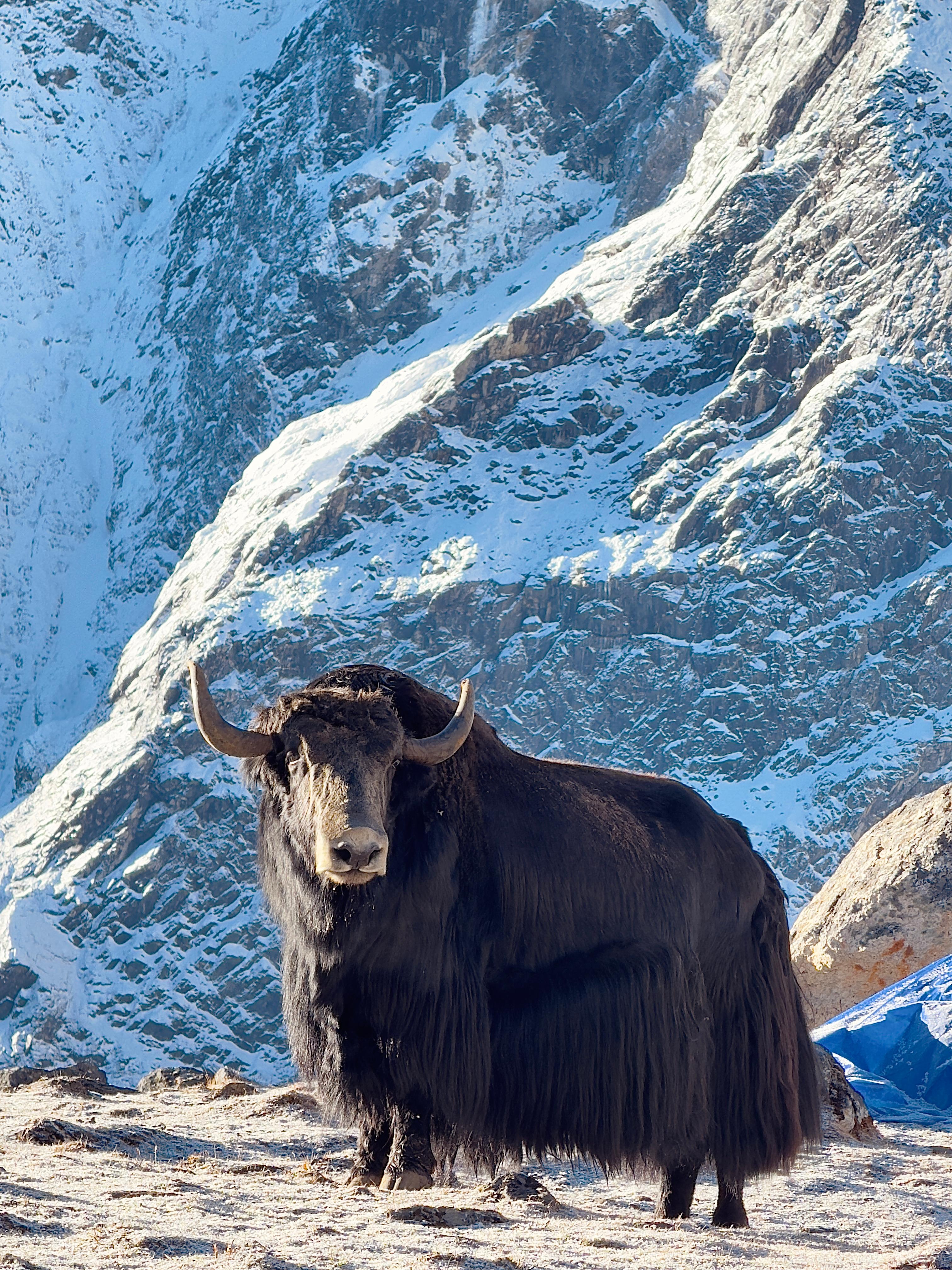 ak grazing in the Kanchenjunga Region, surrounded by stunning mountain landscapes, embodying the rugged and serene beauty of Eastern Nepal's high-altitude terrain.